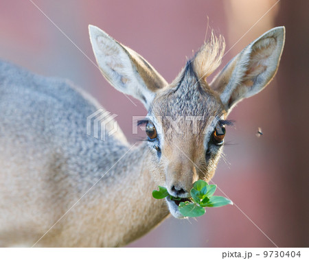 Kirk Dik-dik (Madoqua kirkii) 9730404