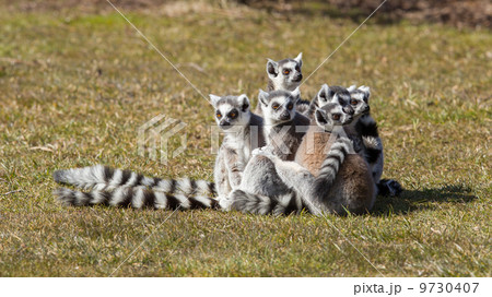 Ring-tailed lemur (Lemur catta) 9730407