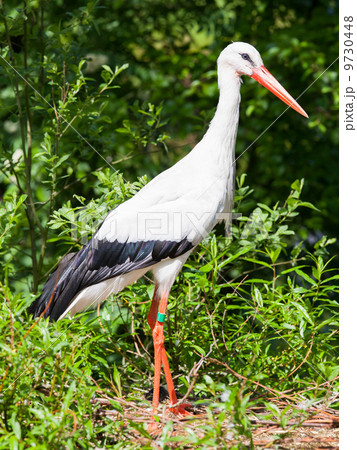 Adult stork in its natural habitat Adult stork in its natural habitat 9730448