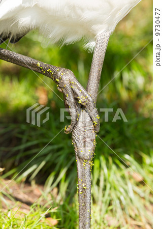 Close-up of the legs of a big bird Close-up of the legs of a big bird 9730477