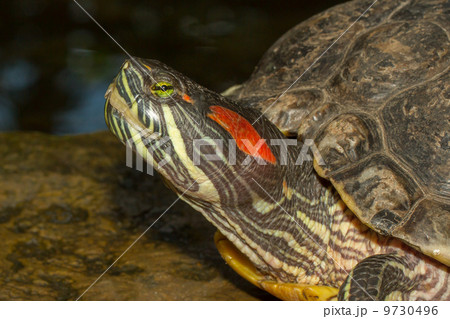 A European pond terrapin A European pond terrapin 9730496