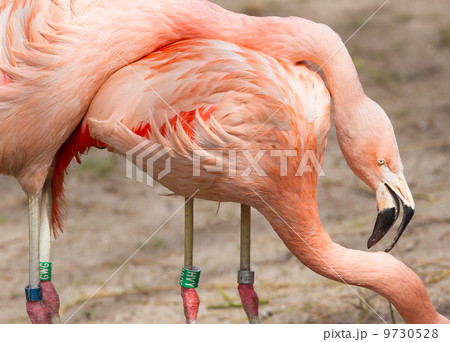 Breeding flamingo pair 9730528