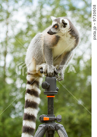 Ring-tailed lemur sitting on tripod 9730608