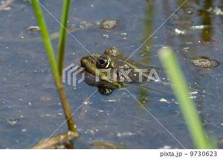 Frog in pond in spring Frog in pond in spring 9730623
