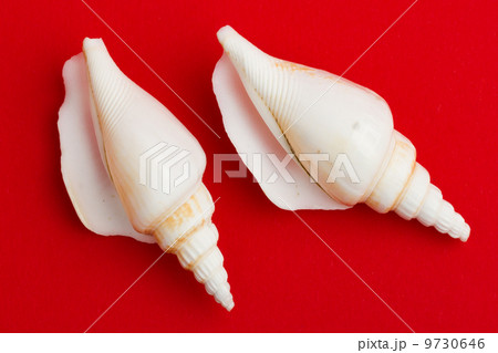 Two brown white seashells isolated Two brown white seashells isolated 9730646