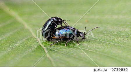 Pair of black beetles, mating behavior Pair of black beetles, mating behavior 9730656