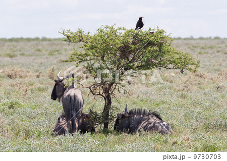 Wildebeest seeking shade at the plains of Etosha National Park 9730703