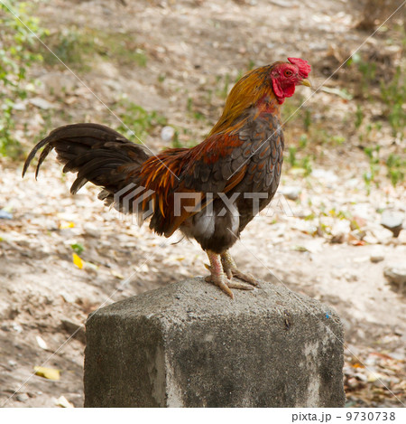 Rooster standing on a concrete pole Rooster standing on a concrete pole 9730738
