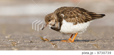 Ruddy Turnstone Ruddy Turnstone 9730739