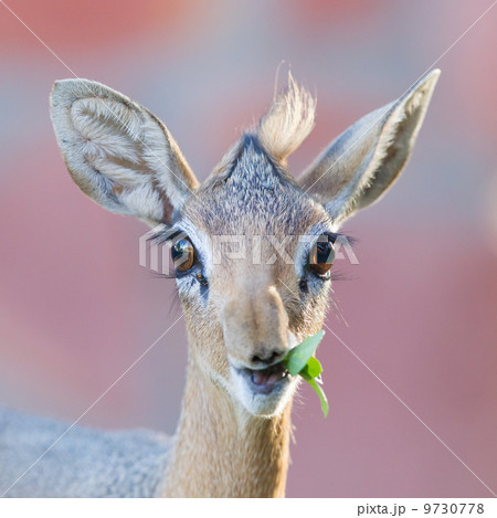 Kirk Dik-dik (Madoqua kirkii) 9730778