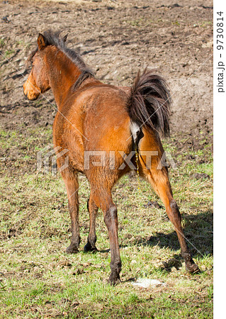 Horse peeing Horse peeing 9730814