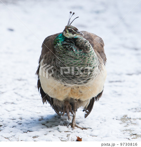 Female peacock standing in the snow Female peacock standing in the snow 9730816