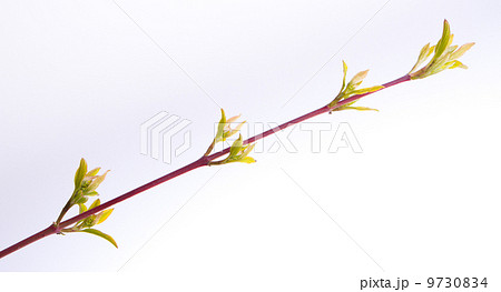 Tree in the spring Tree in the spring 9730834