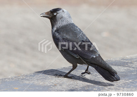 A daw is eating 9730860