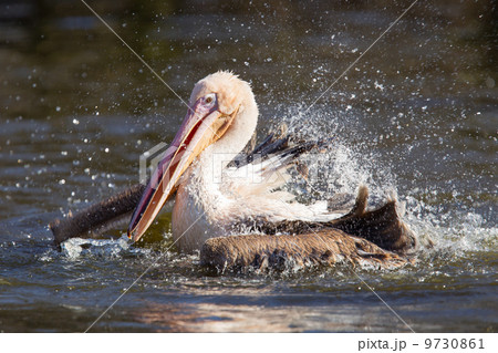 Pelican taking a refreshing Pelican taking a refreshing 9730861