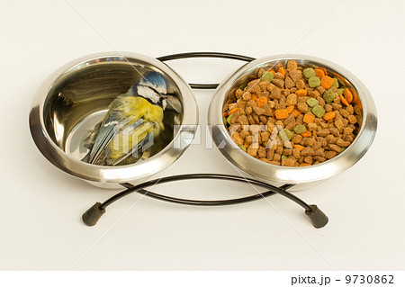 A deceased blue tit A deceased blue tit 9730862