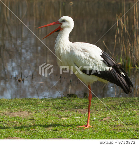 A stork in its natural habitat 9730872