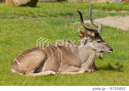 Greater Kudu portrait; tragelaphus strepsiceros 9730892