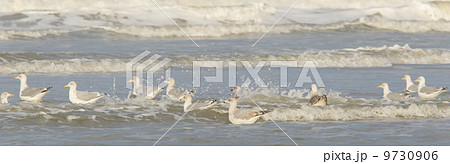 Herring gull on a beach Herring gull on a beach 9730906
