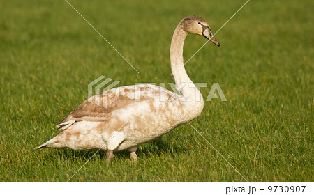 A young swan 9730907