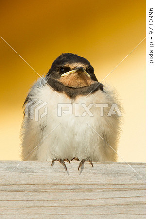 A young swallow 9730996
