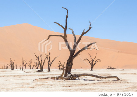 Dead acacia trees and red dunes of Namib desert 9731017