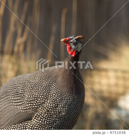 Helmeted Guinea Hen Bird Helmeted Guinea Hen Bird 9731036