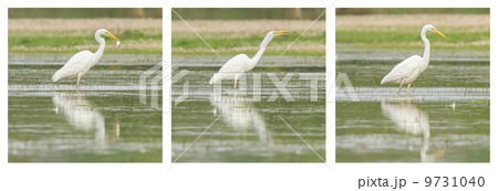 Great Egret / White Heron photo series 9731040