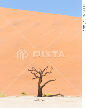 Lonely dead acacia tree in the Namib desert Lonely dead acacia tree in the Namib desert 9731113