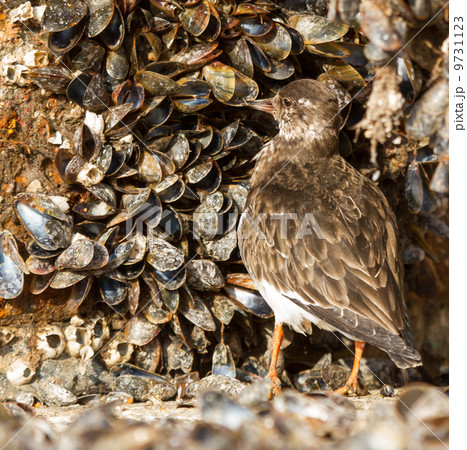 Ruddy Turnstone Ruddy Turnstone 9731123