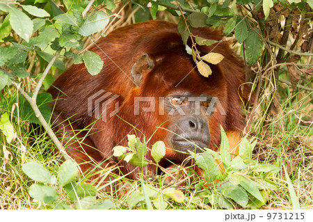 Mantled howler (Alouatta seniculus) resting Mantled howler (Alouatta seniculus) resting 9731215