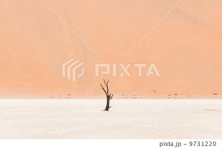 Lonely dead acacia tree in the Namib desert Lonely dead acacia tree in the Namib desert 9731220