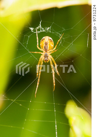 Large spider in a web 9731224