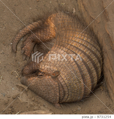 Sleeping armadillo (Chaetophractus villosus) 9731254