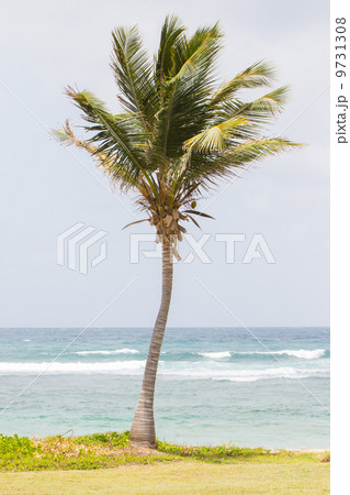 Palm tree in a beach 9731308