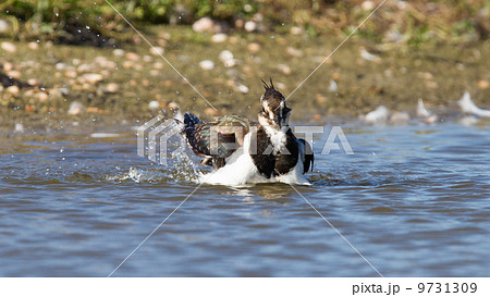Lapwing taking a bath in a lake 9731309