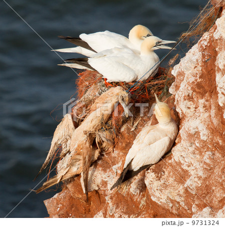 A deceased gannet 9731324