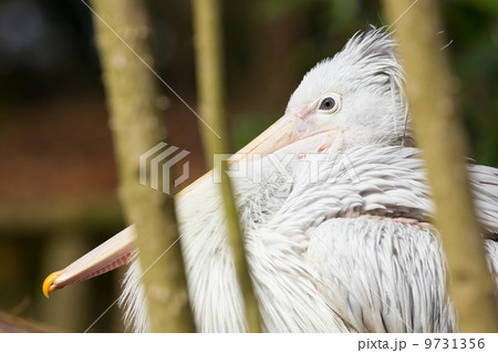 Pink-backed Pelican - Pelecanus rufescens Pink-backed Pelican - Pelecanus rufescens 9731356