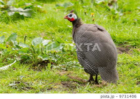 Helmeted Guinea Hen Bird 9731406