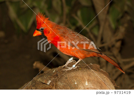 Northern Cardinal in captivity Northern Cardinal in captivity 9731419