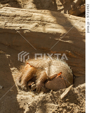 Sleeping armadillo (Chaetophractus villosus) 9731492
