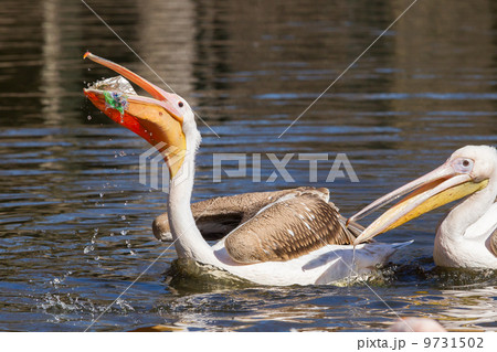 Young pink pelican playing 9731502