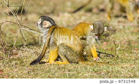 Squirrel Monkey (Saimiri boliviensis) 9731548