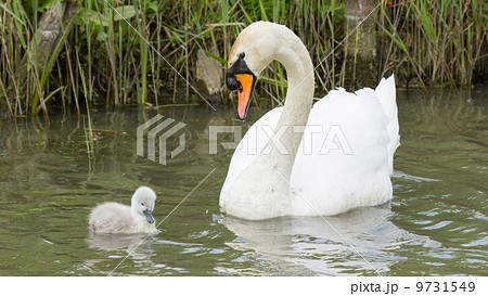 A cygnet is swimming in the water A cygnet is swimming in the water 9731549