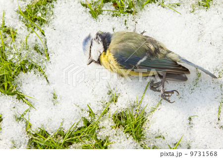 A deceased blue tit 9731568