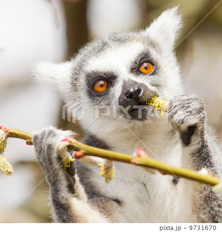 Ring-tailed lemur (Lemur catta) 9731670