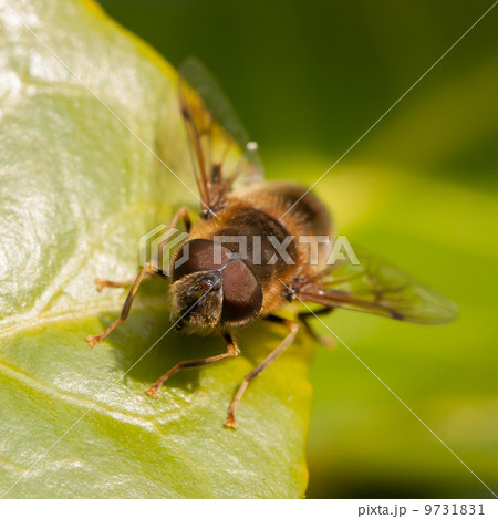 Bee on a leaf Bee on a leaf 9731831