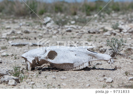 Zebra skull on the ground in Etosha national park Zebra skull on the ground in Etosha national park 9731833