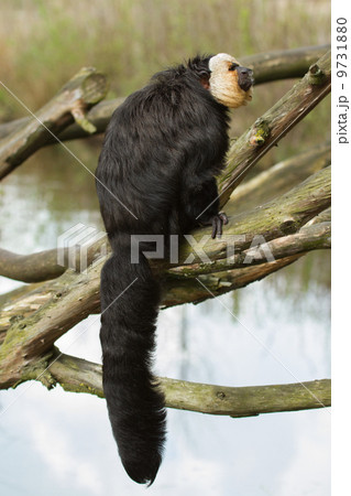 White-faced Saki (Pithecia pithecia) White-faced Saki (Pithecia pithecia) 9731880
