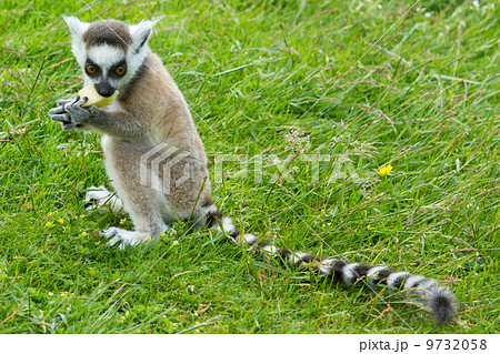 Ring-tailed lemur eating fruit Ring-tailed lemur eating fruit 9732058
